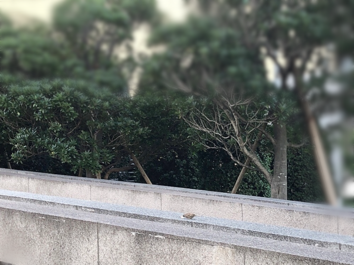 小鳥さんに餌やり・・ところが・・(泣)